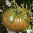 Plants de tomates 'Russe' : barquette de 6 plants